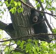 A black bear in Maple Grove